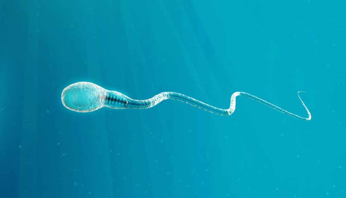 La selección genética en el espermatozoide