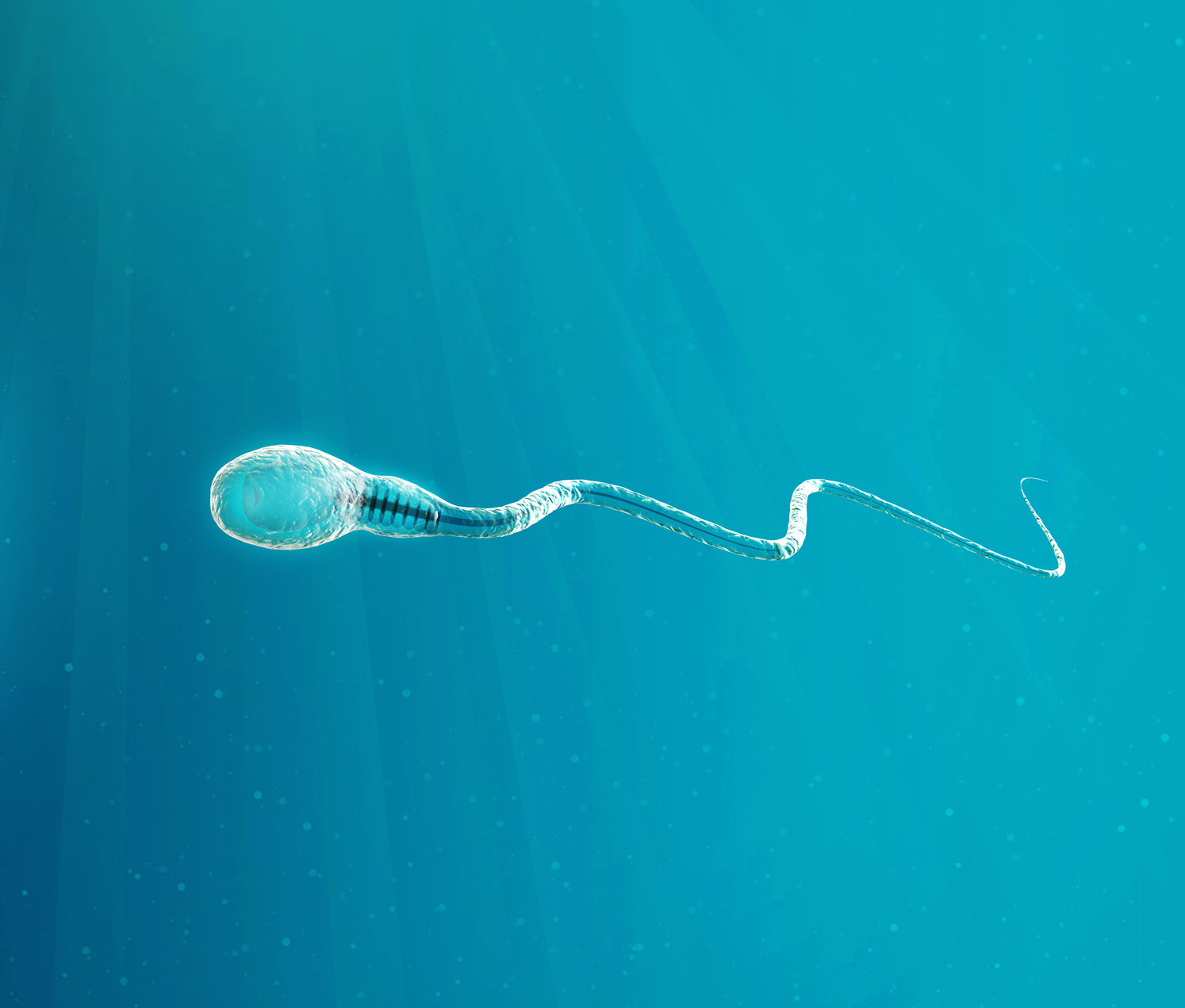 La selección genética en el espermatozoide