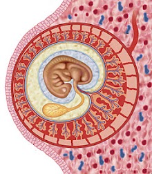 Después de la histerosalpingografía