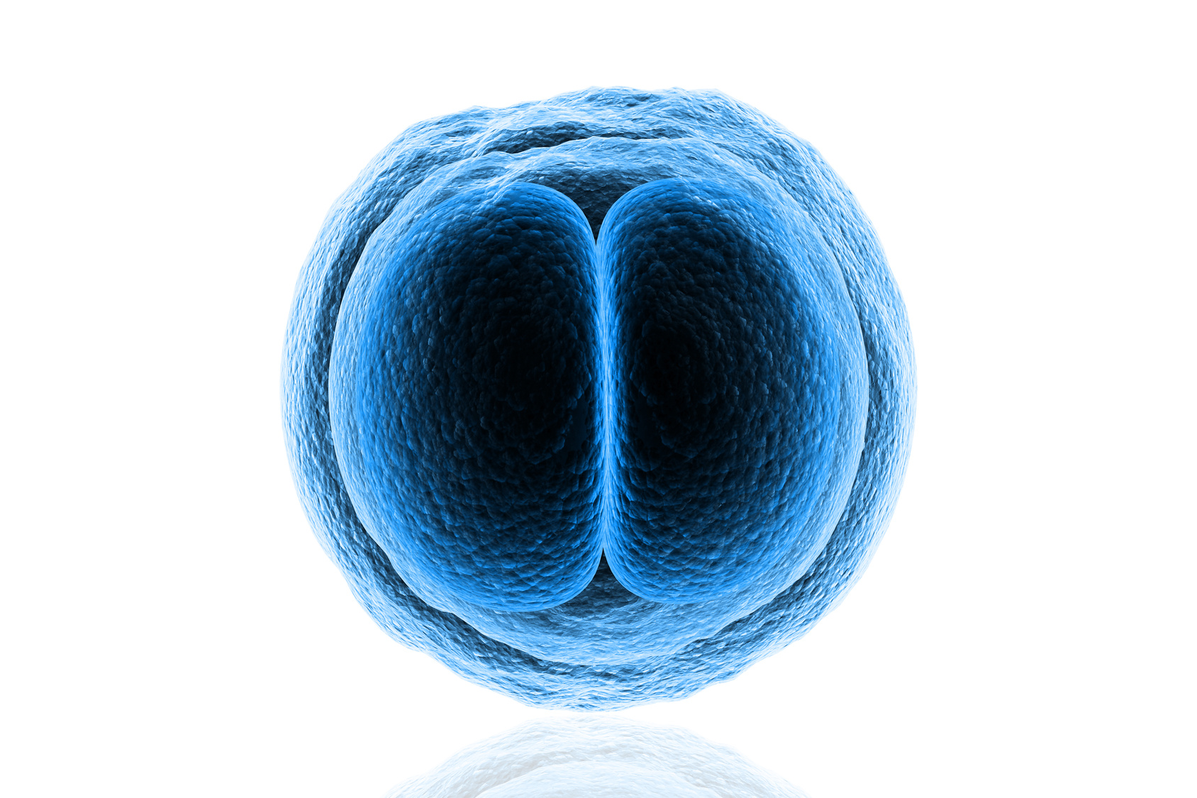 6 datos sobre implantación embrionaria que cualquier pareja que busca embarazo debería conocer