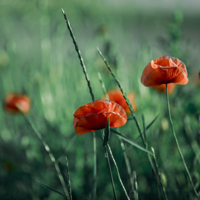 Aceite de amapola: el 'nuevo' remedio centenario para la infertilidad de la mujer