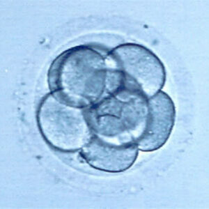 Adopción de embriones en Neoginfer
