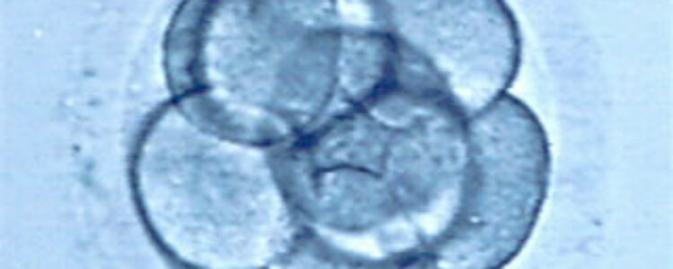 Adopción de embriones en Neoginfer