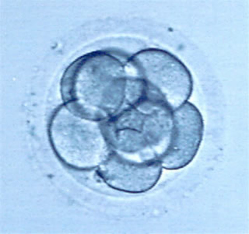 Adopción de embriones en Neoginfer