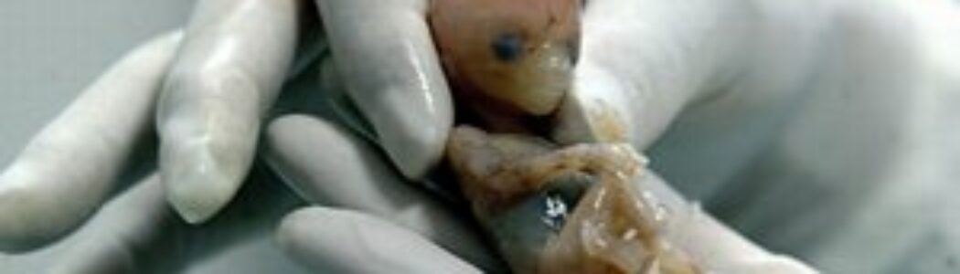 Alertan por aumento de embriones humanos congelados