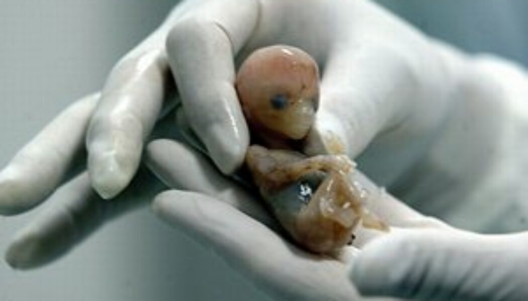 Alertan por aumento de embriones humanos congelados