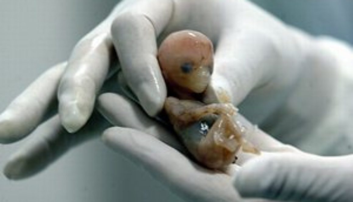 Alertan por aumento de embriones humanos congelados