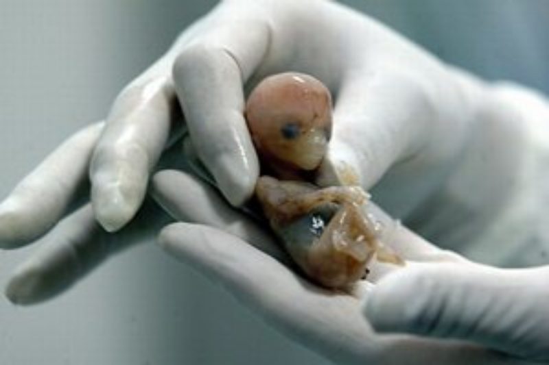 Alertan por aumento de embriones humanos congelados