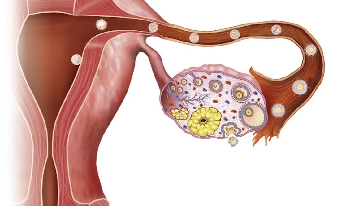 Averiguar los días fértiles de nuestro ciclo menstrual es esencial para el embarazo