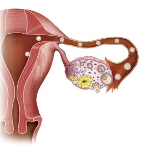 Averiguar los días fértiles de nuestro ciclo menstrual es esencial para el embarazo