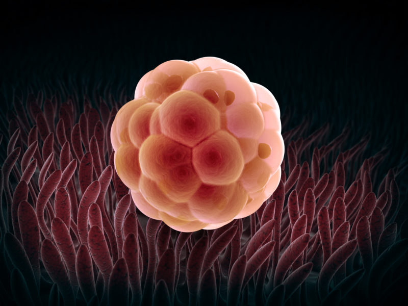 Embryo cleavage Embryo cleavage