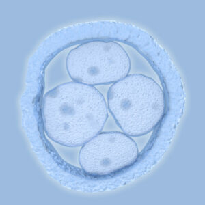 ¿Cómo se sabe la calidad de los embriones en un proceso de reproducción asistida?