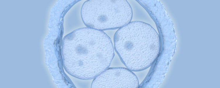 ¿Cómo se sabe la calidad de los embriones en un proceso de reproducción asistida?