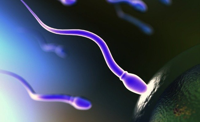 ¿Cómo seleccionar espermatozoides con imanes?