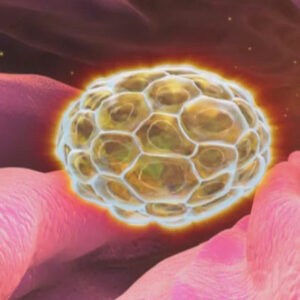 ¿Cuáles son los síntomas de la implantación embrionaria?