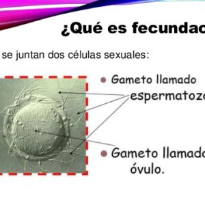¿Cuándo se produce la fecundación?