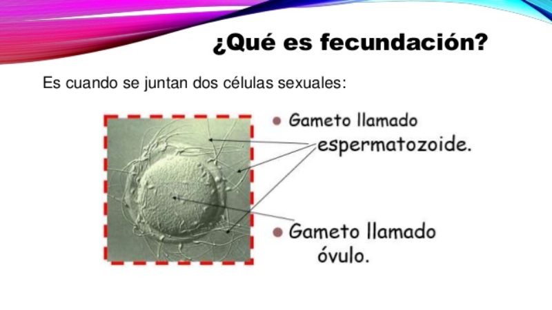 ¿Cuándo se produce la fecundación?