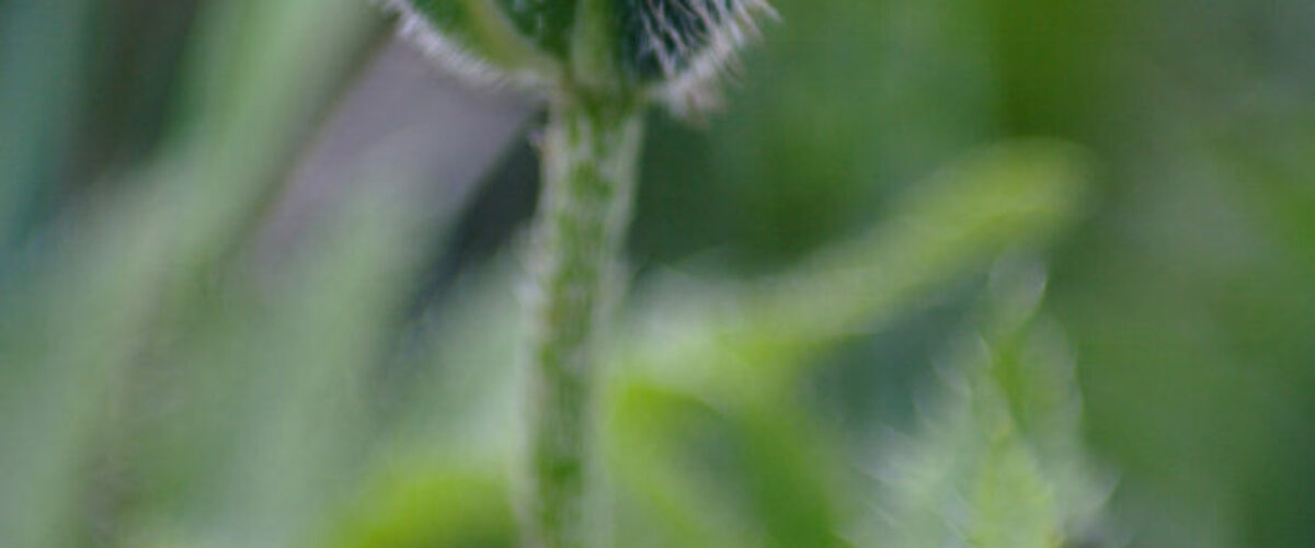 ¿La acupuntura aumenta el éxito en la fertilización in vitro? ¿La acupuntura aumenta el éxito en la fertilización in vitro?