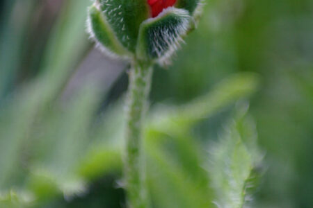 ¿La acupuntura aumenta el éxito en la fertilización in vitro?
