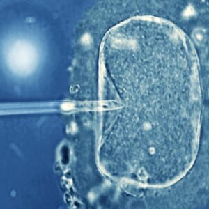 ¿Qué es el colapso embrionario? ¿Afecta a la implantación del embrión?