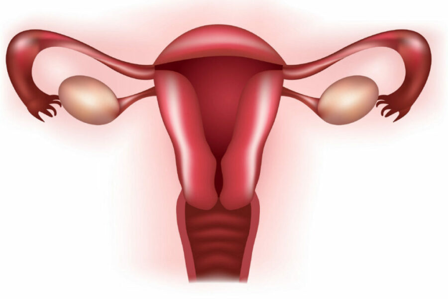 ¿Qué es la flora vaginal? ¿Afecta a la fertilidad?