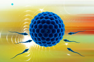 ¿Qué papel juega el sistema inmune en la fertilidad?