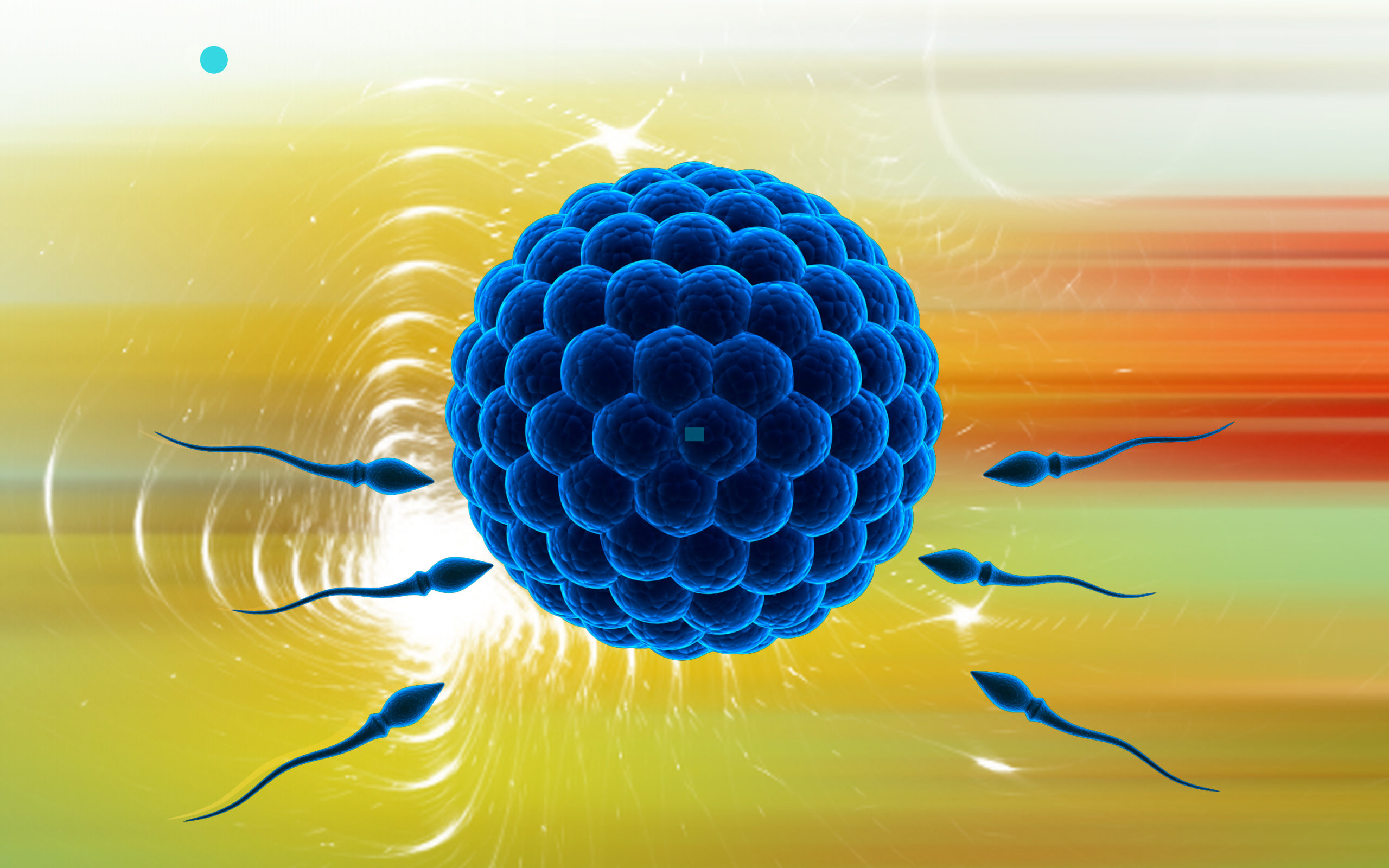 ¿Qué papel juega el sistema inmune en la fertilidad?