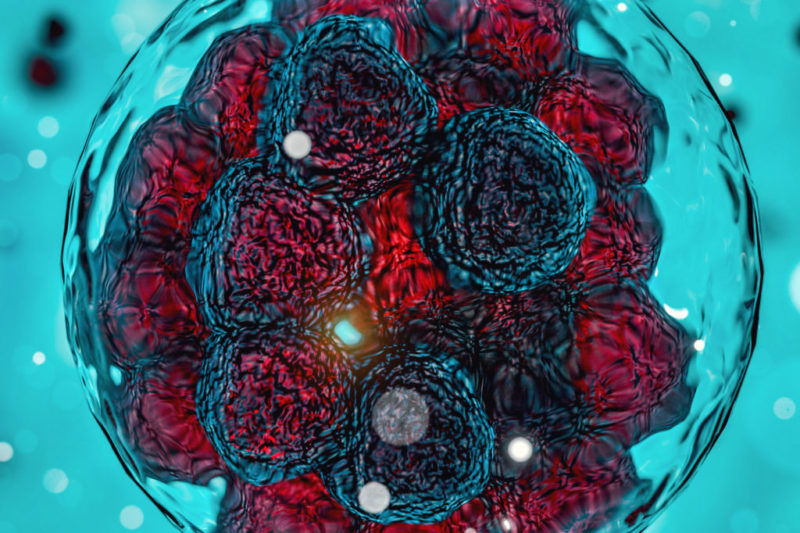 ¿Qué son los embriones tipo A?