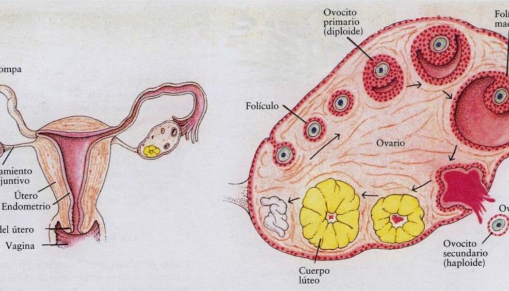 ¿Qué son los folículos ováricos?