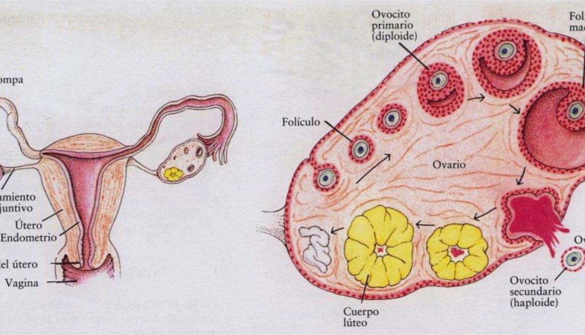 ¿Qué son los folículos ováricos?
