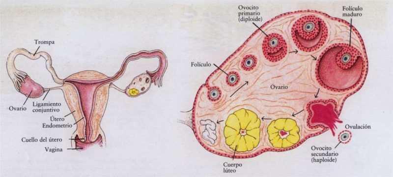 ¿Qué son los folículos ováricos?