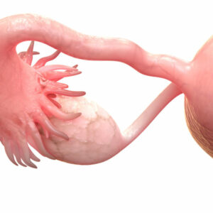 ¿Quieres saber lo que es la estimulación ovárica?