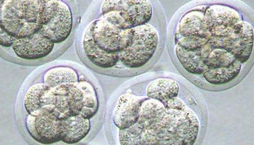 ¿Transferir uno o dos embriones?