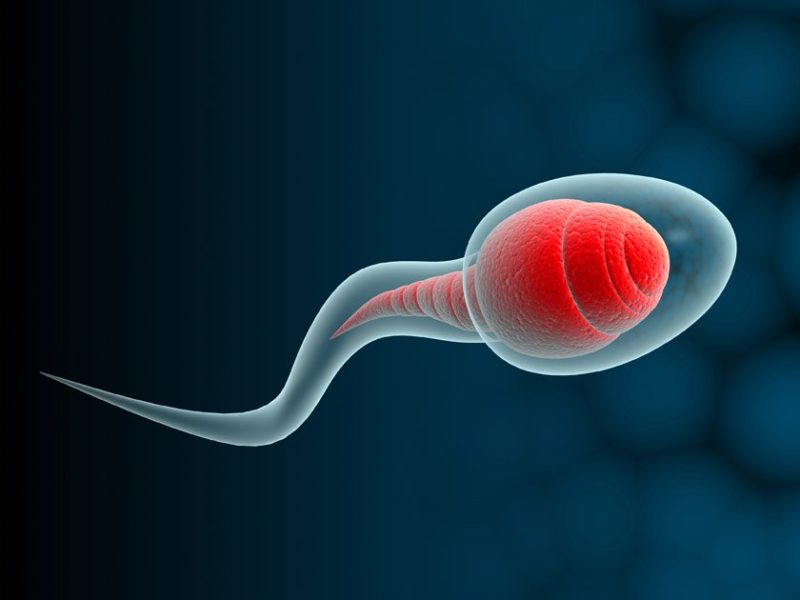 Cómo hacer de tus espermatozoides unos campeones