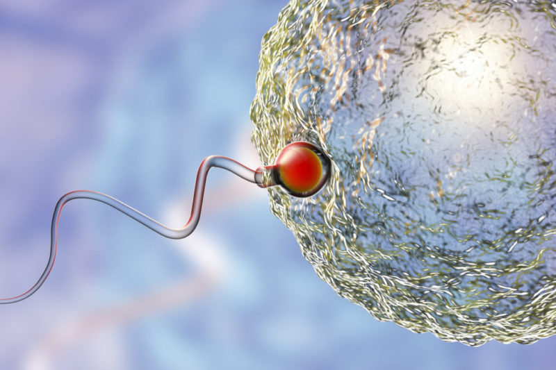 Calidad del Semen ¿De que depende?