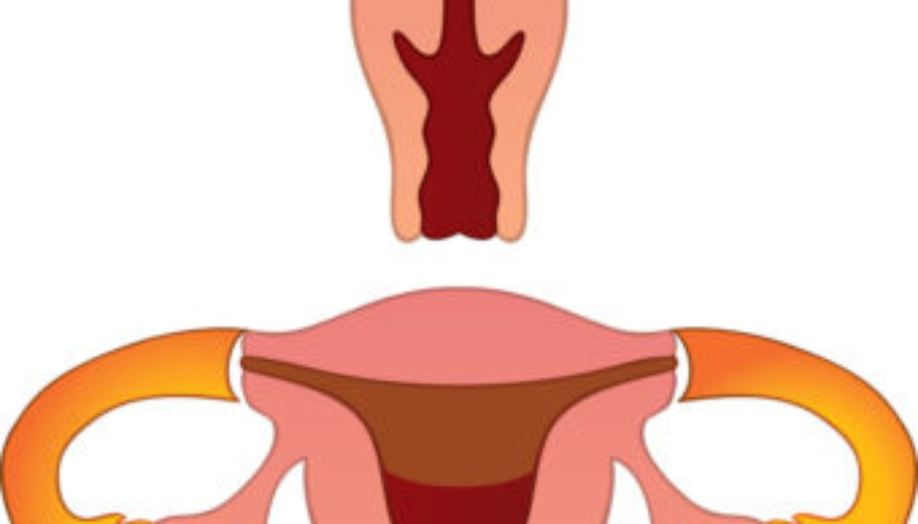 Menstrual Cycle Menstrual Cycle