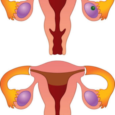 Ciclo menstrual
