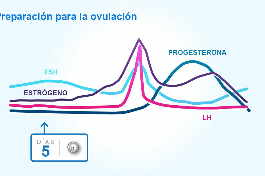 Ciclos menstruales y ovulación