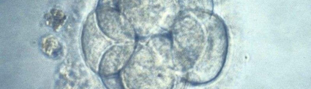 Científicos de EE UU modifican genéticamete embriones humanos