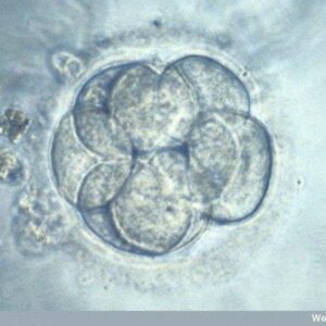 Científicos de EE UU modifican genéticamete embriones humanos