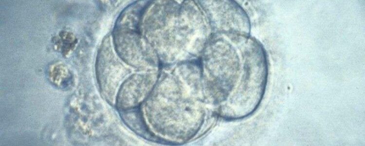 Científicos de EE UU modifican genéticamete embriones humanos