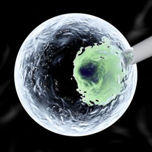 Clave para el éxito en tratamientos de reproducción asistida.