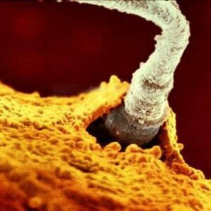 Conseguir óvulos y espermatozoides de las células madre de la piel: lo último en reproducción asistida