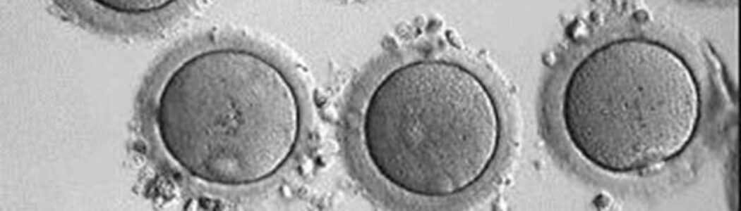 Crean óvulos fértiles en laboratorio a partir de células de la piel