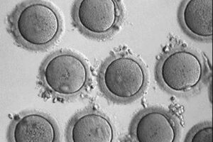 Crean óvulos fértiles en laboratorio a partir de células de la piel