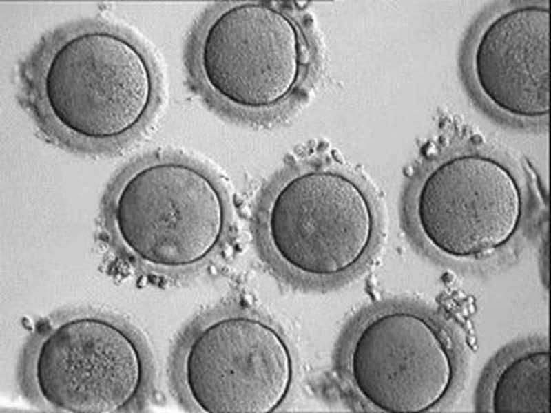 Crean óvulos fértiles en laboratorio a partir de células de la piel