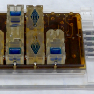 Crean un sistema reproductivo en miniatura que emula todo el ciclo menstrual femenino