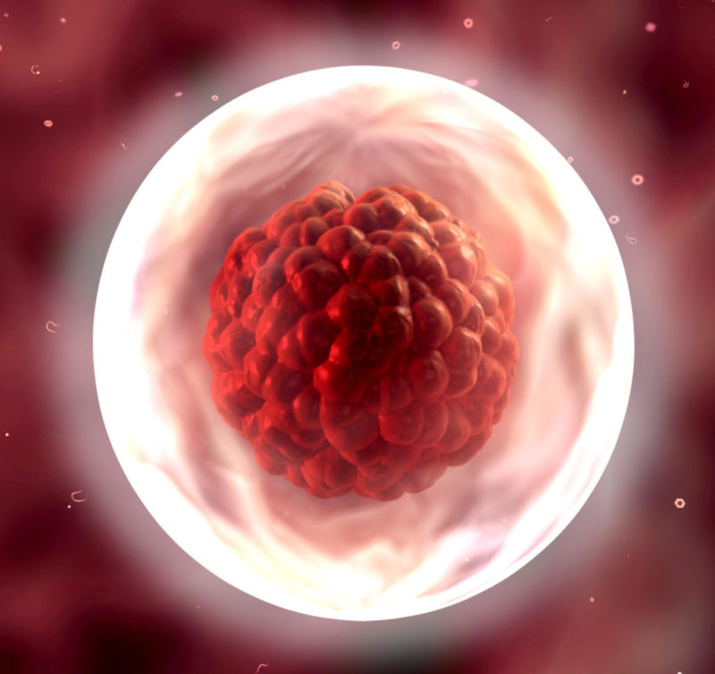 Crece la congelación de óvulos en Aragón por cuestiones sociológicas