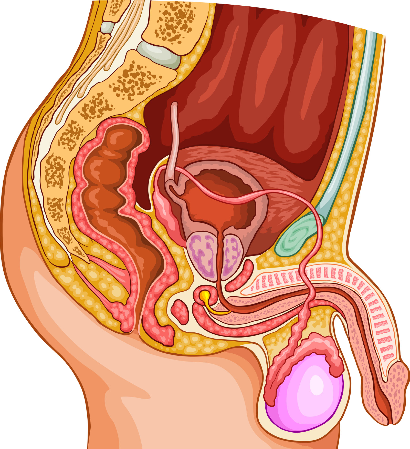 Ts Prostate