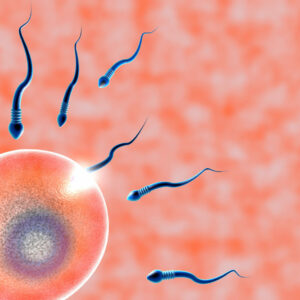 Días fértiles y Días infértiles de la mujer